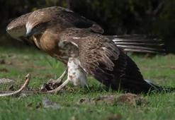 ‘Yılan kartalı’ yılan avlarken görüntülendi