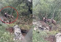 Kepçe operatörü ormanda ayı görüntüledi; kaymakamlık uyarı yaptı