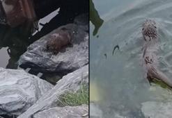 Küçükçekmece'de su samuru görüntülendi