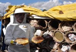 Bitlis Valisi Ahmet Karakaya, kara kovan bal hasadı yaptı