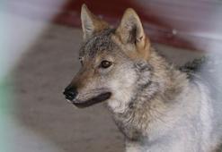 Uzmanından alıkonulan yaban hayvanlarıyla ilgili uyarı: Evcilleştirme, milyonlarca yıllık bir süreç