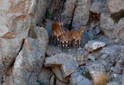 Munzur Dağları'ndaki yaban keçileri dron kamerasında