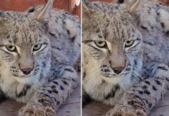 Su kanalına düşen vaşak kurtarılıp, bakıma alındı