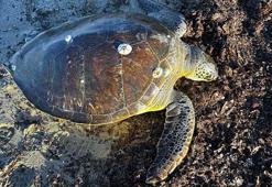 1 metre boyundaki 50 kiloluk caretta kıyıda ölü bulundu