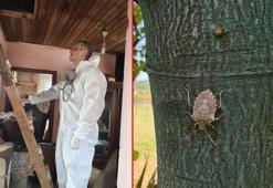 İstanbul’da 'kahverengi kokarca' ile mücadele