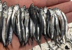 Karadeniz'de aşırı avcılık nedeniyle hamsi boyu küçüldü