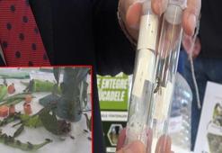 Samuray arısı, eşek arısı değil; kahverengi kokarcanın doğal düşmanı