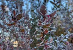 Ardahan’da hava eksi 10 dereceye düştü, kırağı oluştu