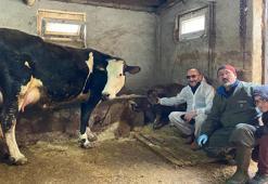 Genetik mühendislikle süt alerjisi taşımayan buzağılar dünyaya geldi