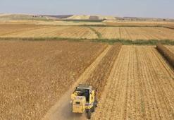 Biçerdöver hibesi ile hasat 3 dakikaya indi