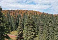 Bartın ve Karabük yaylalarında sonbahar güzelliği