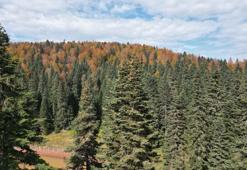 Bartın ve Karabük yaylalarında sonbahar güzelliği