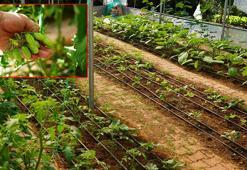 Ruhsal hastalıklarla 'toplum temelli' mücadele; birlikte üretip paylaşıyorlar