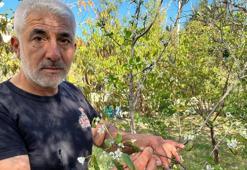 Hatay’da meyve ağaçları sonbaharda çiçek açtı