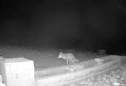 Aksaray'da yaban hayvanları kameraya yansıdı