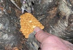 Nesli tükenmekte olan fareyi bisküviyle besledi