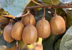 Ordu’da kivi için ‘erken hasat’ uyarısı