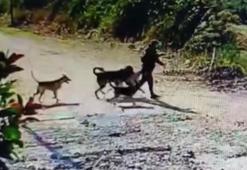 Evin bahçesindeki köpeği çaldı; o anlar kamerada