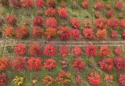 Bursa’daki meyve bahçeleri, sonbahar renklerine büründü