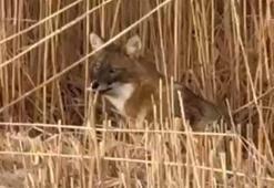 Sultan Sazlığı Milli Parkı’nda çakal görüntülendi