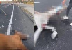 Nevşehir’de otomobilin çarptığı 2 at öldü