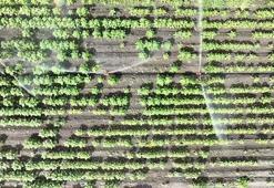 Tarımda su kıtlığının önüne geçebilmenin en iyi yolu; modern sulama sistemleri