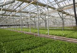 Pancarda Sapa Kalkma Testleri'yle Avrupa ve Türkiye'de üretilen tohumlar analiz ediliyor