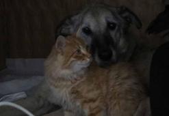 Felçli köpek Mazbut ile kedi İncir arasında duygulandıran bağ