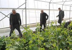 Köylerine dönüp üretime başladılar