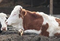 Bolu’da 18 köy ve 4 mahallede şap karantinası