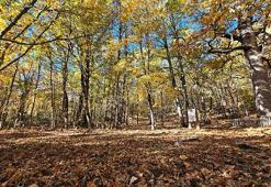 Dünyadaki tek kasnak meşesi ormanına izinsiz girmenin cezası 557 bin TL
