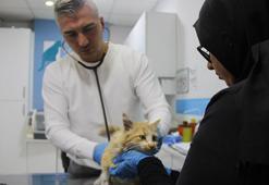 Sivas'ta kedi AIDS'ine rastlandı, uzmanı 'kontrol' uyarısı yaptı