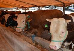 Tarım ve Orman Bakanlığı: Şap salgını kontrol altına alındı