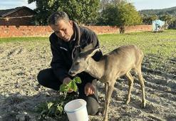 Yavru karacayı 5 aydır elleriyle besliyor