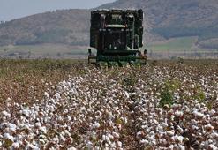 Gaziantep’te pamuk hasadı hasat başladı
