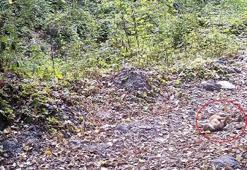 Çakal, fotokapana yakalandı