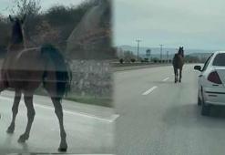 Başıboş at, trafiği tehlikeye düşürdü