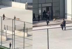 Okul bahçesine girip, öğrencilere doğru koşan köpek tedirginliğe neden oldu