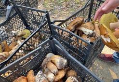 Kuraklık nedeniyle Istranca Ormanları’nda mantar popülasyonu azaldı, kilosu 500 TL’ye çıktı