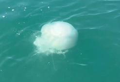 İskenderun Körfezi'nde zehirli denizanası popülasyonu ve zehirlenme vakaları arttı