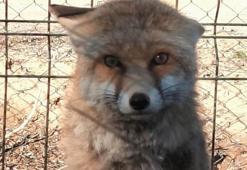 Gübre çukuruna düşen tilki kurtarıldı