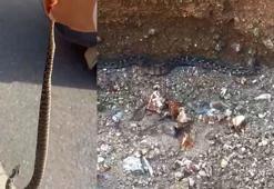 'Engerek' yılanını kuyruğundan yakalayıp, doğaya bıraktı; o anlar kamerada