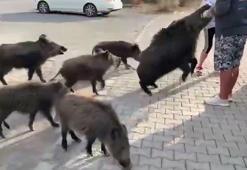 Beslemeye çalıştığı yaban domuzu, tatilcinin kolunu ısırdı; o anlar kamerada