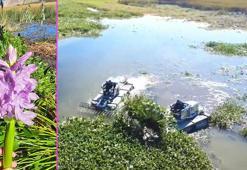 Asi Nehri'ni ve gölü kaplayan su sümbülleri, dekoratif ürünlere dönüştürülecek