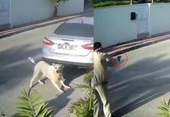 Havladığı gerekçesiyle köpeği vurup öldüren emekli polis hakkında 'yakalama' emri