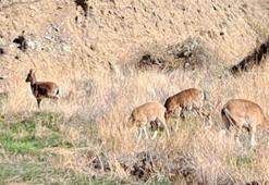 Mahalleye inen dağ keçileri, evlerin arasında dolaşıyor