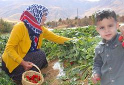Hobi olarak başladığı çilek üreticiliği geçim kaynakları oldu