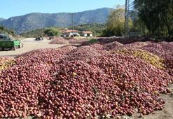 Eğirdir köylerinde elma tepeleri