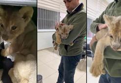 Yasa dışı yollarla Türkiye'ye getirilen aslan yavrusuna el konuldu