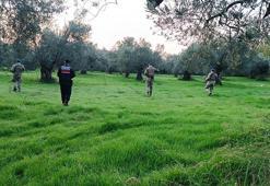 Balıkesir'de zeytin hırsızlığına karşı jandarma ve komandolar sahada